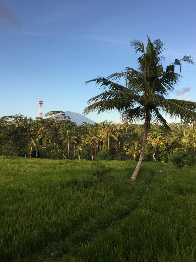 Coconut tree in a grassy field with a mountain in the background in Bali